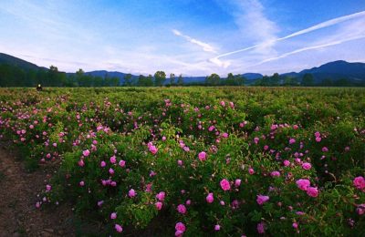 Thung lũng hoa hồng tại Bulgaria