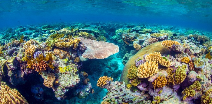 Rạn San Hô Great Barrier Reef