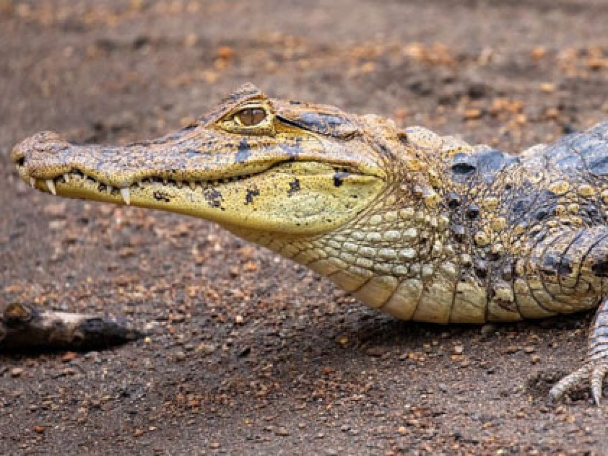 Cá sấu caiMan