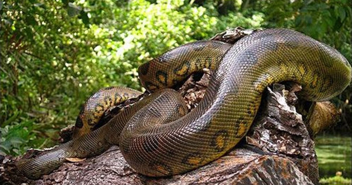 Trăng Anaconda ở Amazon